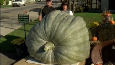 Photo of The farmer set a world record by growing pumpkins weighing more than a ton